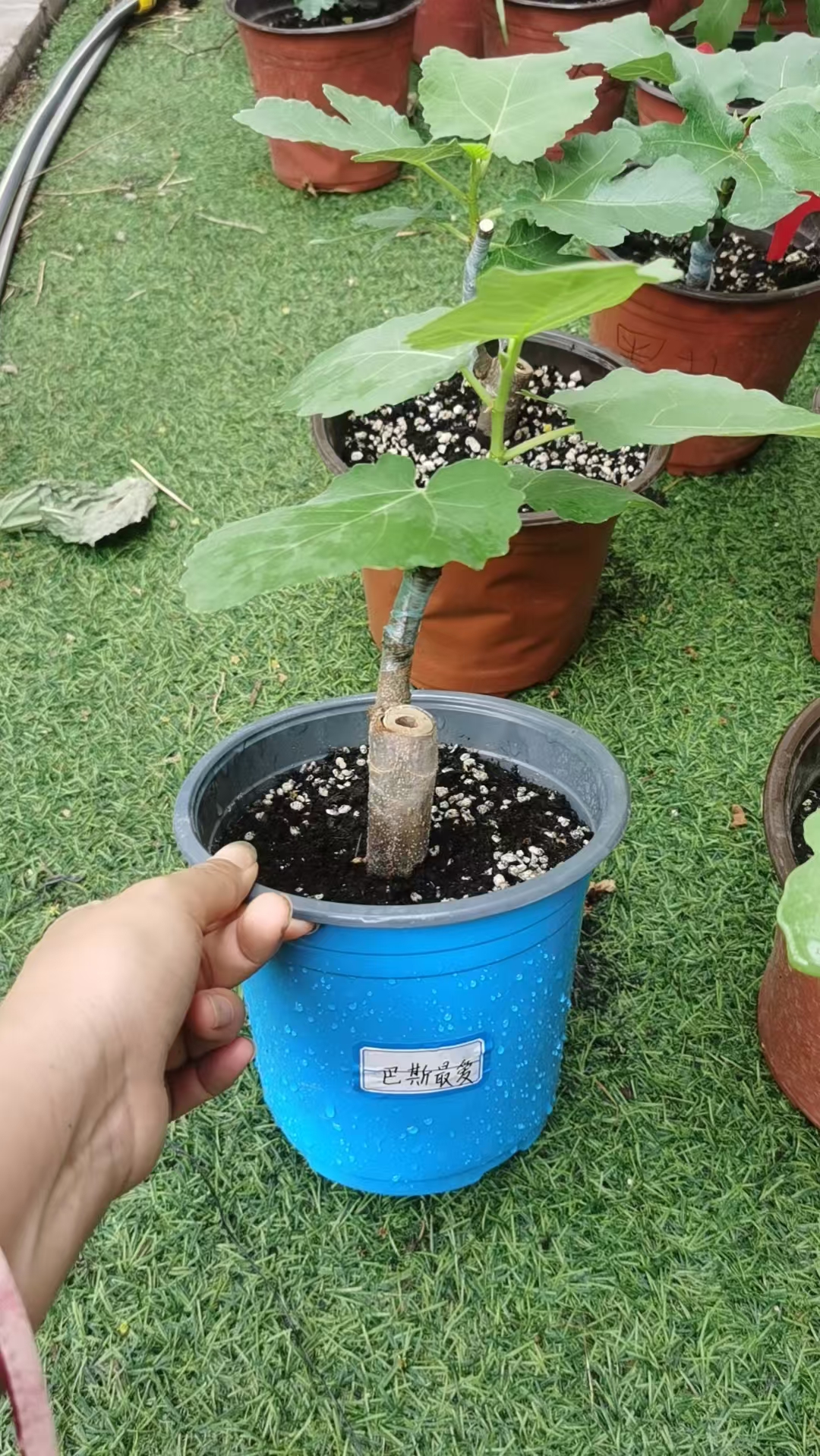 巴斯最爱（Bass's Favorite）